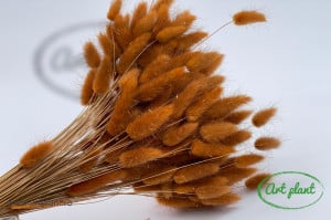 Lagurus maro deschis - Img 2