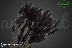 Lagurus negru - Img 2