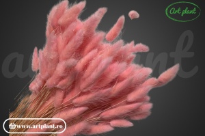 Lagurus roz (G) - Img 2