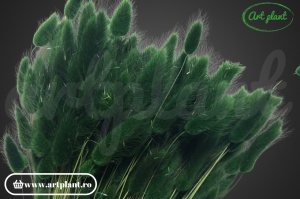 Lagurus verde foglia ( G)
