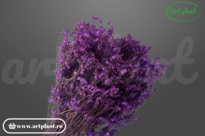Limonium Sinensis Stabilizat Mov