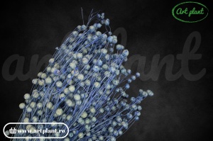 Lino lavanda ( G)