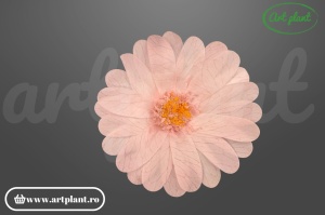 Margarete criogenate roz deschis