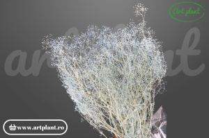 Mini gypsophila celeste