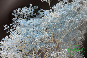 Mini gypsophila celeste - Img 3