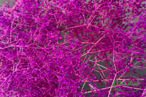 Mini gypsophila erika - Img 2