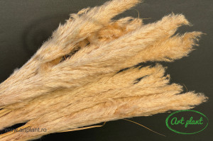 Mini Pampas natural