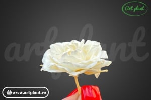 Mini Rose Green Ice - Img 2