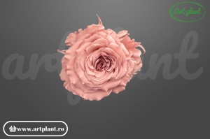 mini rose romantic stabilizate dusty pink flori delicate pentru aranjamente