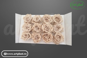 mini rose romantic stabilizate sand flori naturale pentru aranjamente