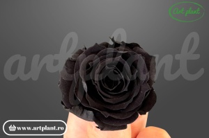 Mini Roze Black Bla01