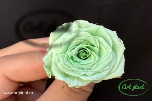 Mini Roze Verde Deschis Gre04