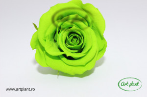 Mini Roze Warmi Verde Neon Gre05