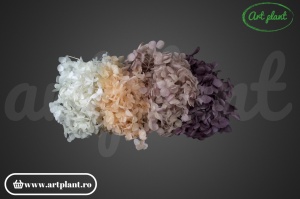 Mix Hortensie Stabilizată – cu 4 Culori