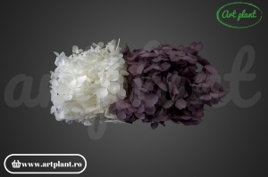 Mix Hortensie Stabilizată – Set cu 2 Culori Naturale - Img 2