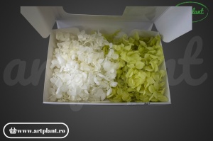 Mix Hortensie Stabilizată – Set cu 2 Culori Naturale - Img 2