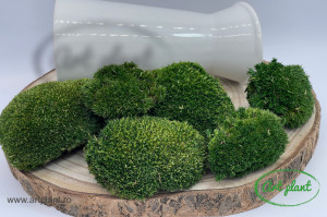 Muschi Mini Ball Moss Nature Green - Img 2