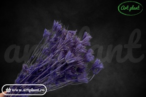 Nigella mov lila - Img 2