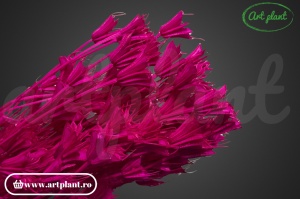 Nigella orientalis fuxia (G) - Img 2