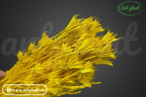 Nigella orientalis yellow (G) - Img 2