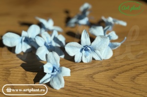 Orhidee Dendrobium Light Blue - Img 3