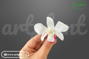 Orhidee Dendrobium White