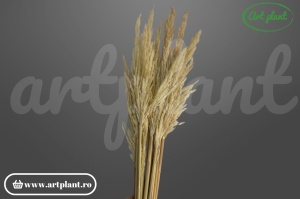 Pampas piuma cortaderia natural (G)