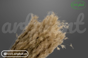 Pampas snow plume natural (G)