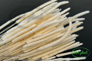 Phleum Alb / Crem