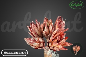 Protea rosu frosted