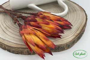 Protea roșu natural