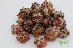 Pubescens Natur