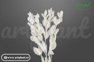 Ruscus Grădină Alb criogenat, 5 fire cu ramificare bogată albă, pentru buchete boho și aranjamente florale naturale