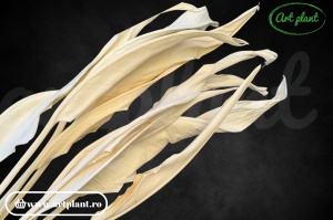Strelitzia Alb / Crem - Img 4