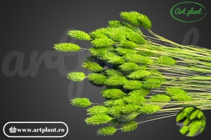 Talaris apple green (G)