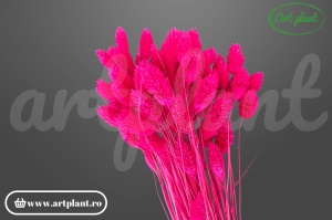 Talaris Roz Fuchsia
