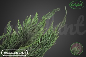 Thuja Stabilizata