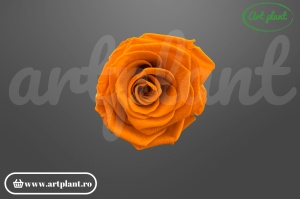 Trandafir criogenat 6cm Portocaliu inchis ( Lime Orange)