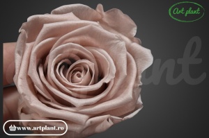 Trandafir criogenat Antique Pink XL