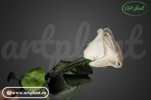 Trandafir criogenat Ivoire Cha89 cu tijă, 30 cm - Img 2