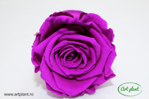 Trandafir Criogenat L Mov Pur02