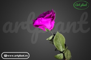 Trandafir criogenat Mov Pur02 cu tijă, 30 cm - Img 4