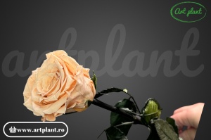 Trandafir criogenat Peach Pea01 cu tijă, 30 cm