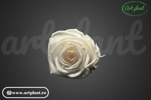 Trandafir criogenat Pink Blush L