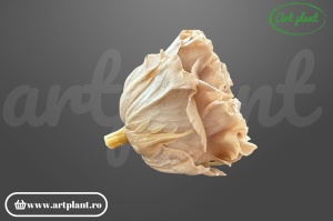 Cap de trandafir criogenat nude 100% natural, Romantic Shape, Ø 6–6.5 cm, decor interior elegant, aranjament floral