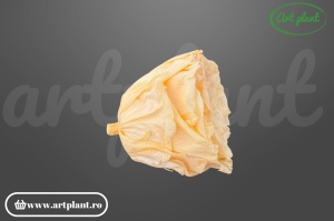 Cap de trandafir criogenat peach 100% natural, Romantic Shape, Ø 6–6.5 cm, decor interior elegant, aranjament floral