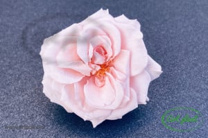 Trandafir criogenat salbatic Light Pink - Img 1
