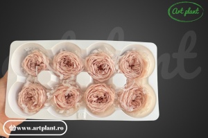 Trandafir englezesc criogenat champagne pink - Img 2