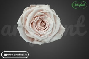Trandafiri Criogenat L Blush Pale Pink Pin79 - Img 1