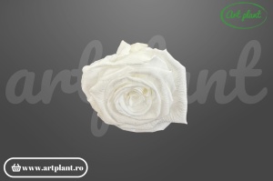 Trandafiri Criogenati 6cm Alb